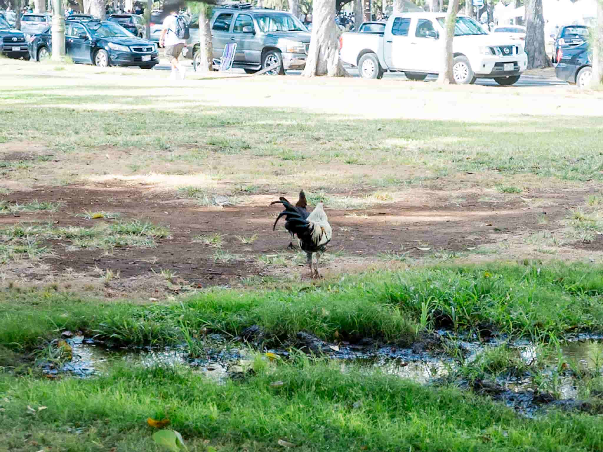 カピオラニ公園の野鳥（ニワトリ）