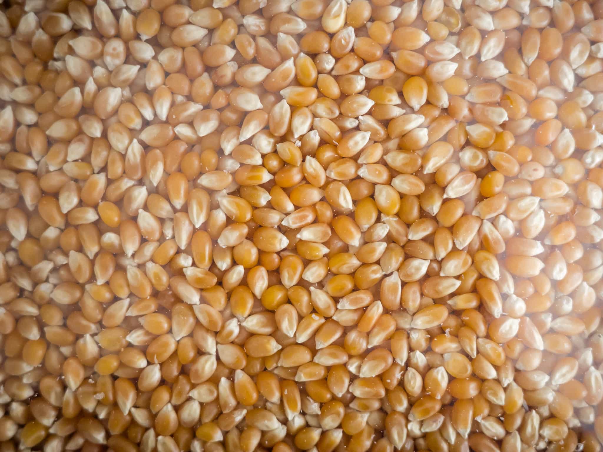 ポップコーン 豆 前田家